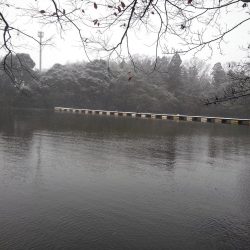 大安トラウトレイク 釣果